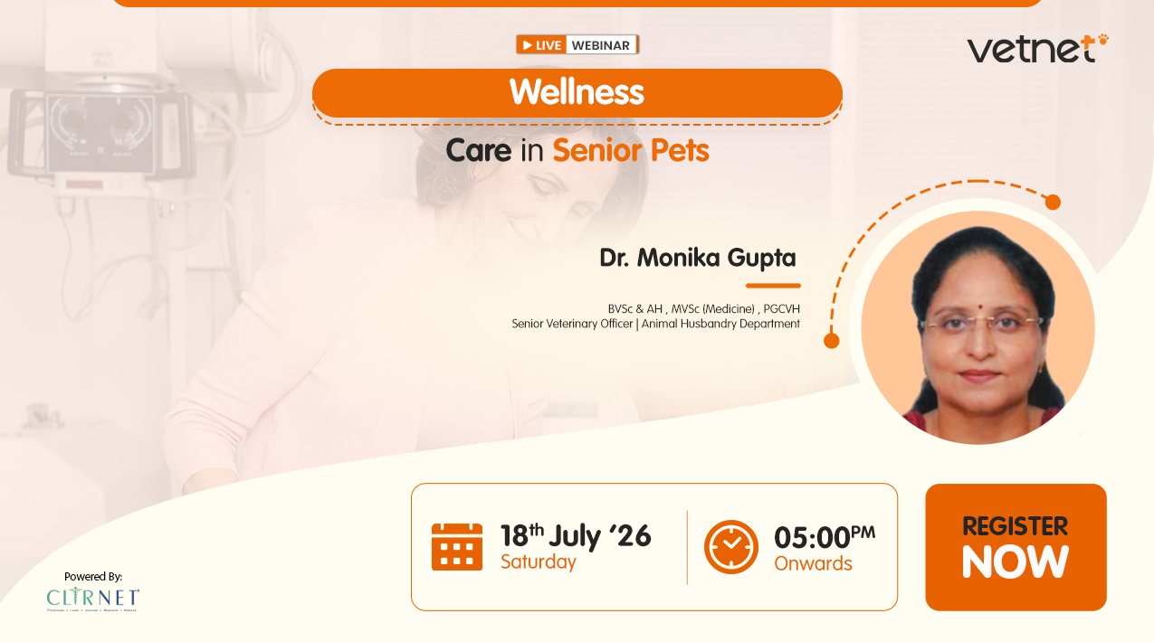 Wellness Care in Senior Pets